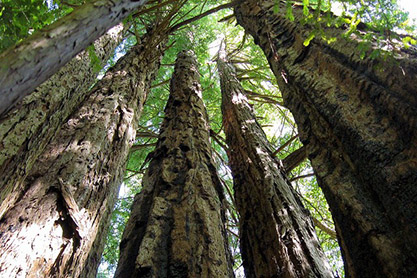 Redwoods