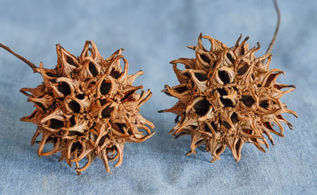 Gum Pods