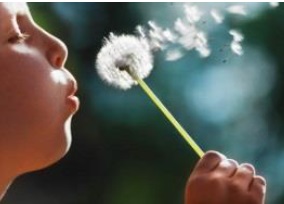 a child blowing a daffodil
